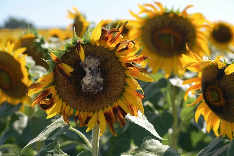 Plagas y enfermedades más comunes del cultivo del girasol, cómo identificarlas