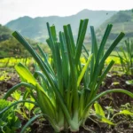 Plagas del huerto, enfrentando la polilla del puerro