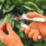 Plagas en la huerta, cómo manejar el Ácaro de las Maravillas