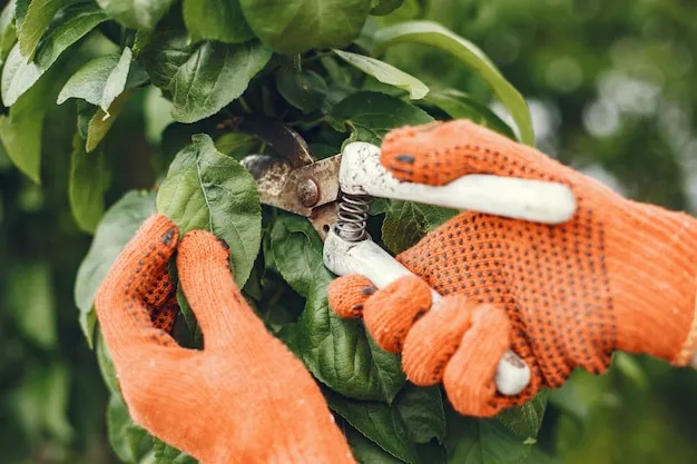 Plagas en la huerta, cómo manejar el Ácaro de las Maravillas