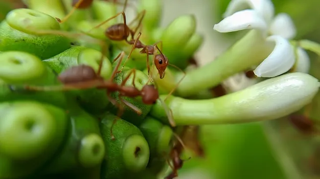 plagas y enfermedades de los guisantes y cómo combatirlas, consejos útiles para agricultores