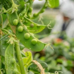 Plagas y enfermedades de los guisantes y cómo combatirlas, consejos útiles para agricultores