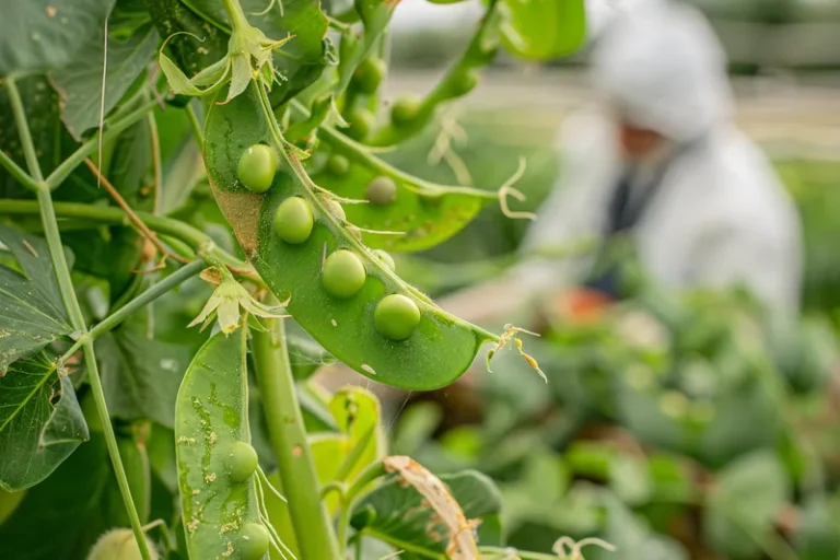 Plagas y enfermedades de los guisantes y cómo combatirlas, consejos útiles para agricultores