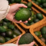 Plagas y enfermedades del aguacate y cómo combatirlas en Guatemala