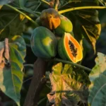 Plagas y enfermedades del cultivo de la papaya, cómo identificarlas y manejarlas