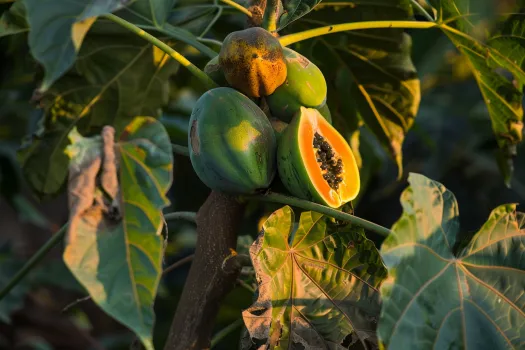 Plagas y enfermedades del cultivo de la papaya, cómo identificarlas y manejarlas