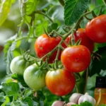 Plagas y enfermedades del tomate y cómo combatirlas con remedios caseros más efectivos