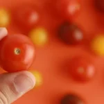 Pulgón rojo del tomate, estrategias efectivas para su control