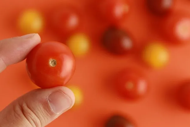 Pulgón rojo del tomate, estrategias efectivas para su control