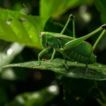 Saltamontes en la huerta, estrategias ecológicas para combatirlos