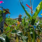 Truco para evitar y proteger el maíz de los pájaros en Guatemala