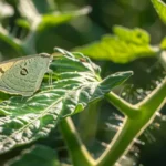 Tuta o Polilla del Tomate, cómo identificar y manejar la plaga