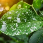 ¿Por qué hay espuma blanca en mis plantas y es dañino?