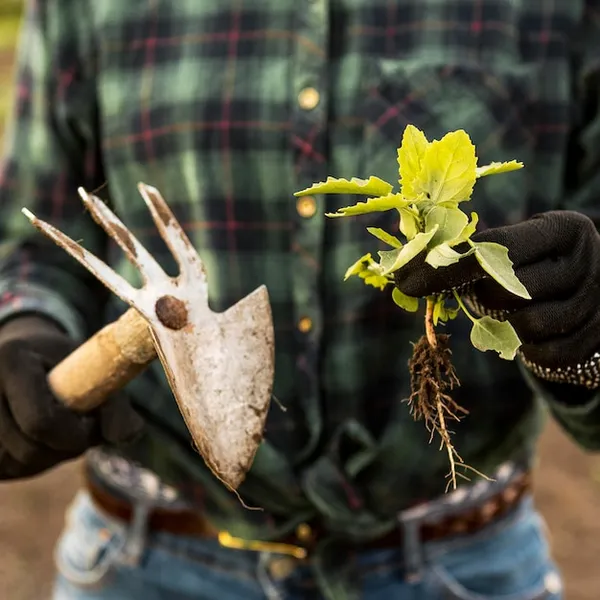 40 plantas que podemos reproducir por esqueje desde ramas, técnicas y cuidados básicos