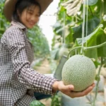 7 consejos para cultivar melones más dulces y sabrosos en tu huerto