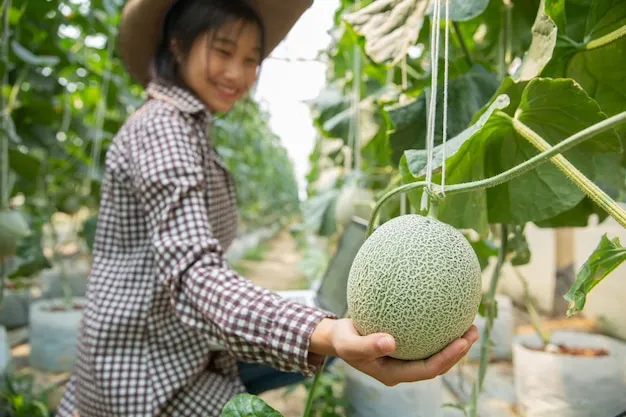 7 consejos para cultivar melones más dulces y sabrosos en tu huerto