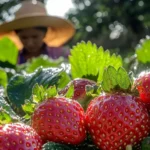 7 Cuidados Rápidos en las Fresas para Obtener Grandes Cosechas en Verano