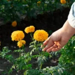 7 usos de la caléndula en el huerto para mejorar tu jardinería