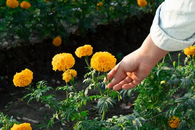 7 usos de la caléndula en el huerto para mejorar tu jardinería