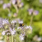 Abejorros, polinizadores clave para la fertilidad del huerto y su importancia