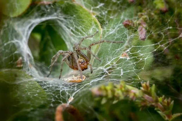 arañas lobo en el huerto, un depredador eficaz para tu jardín