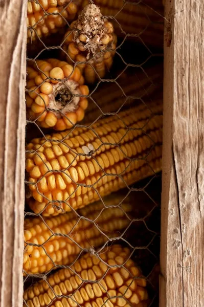 Asociación precolombina o Milpa – Maíz, judías y calabazas en la agricultura tradicional