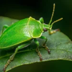 Chinche verde en mis plantas, cómo combatirlo eficazmente