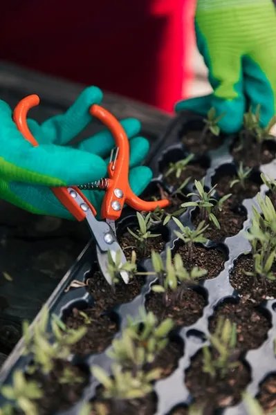 Chinches depredadoras aliadas del huerto, un beneficio natural para tu jardín