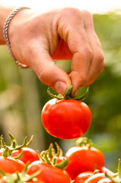 cómo conseguir semillas de tomate en guatemala