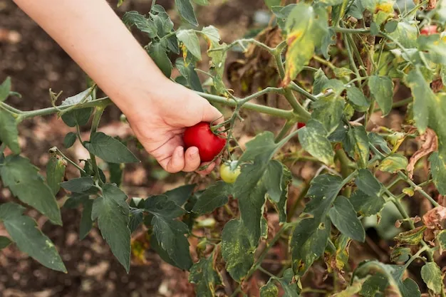 cómo conseguir semillas de tomate en guatemala