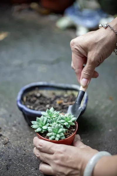 cómo hacer enraizante con lentejas nueva receta para tu jardín