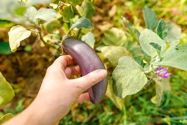 cómo podar y entutorar el cultivo de las berenjenas para maximizar tu cosecha