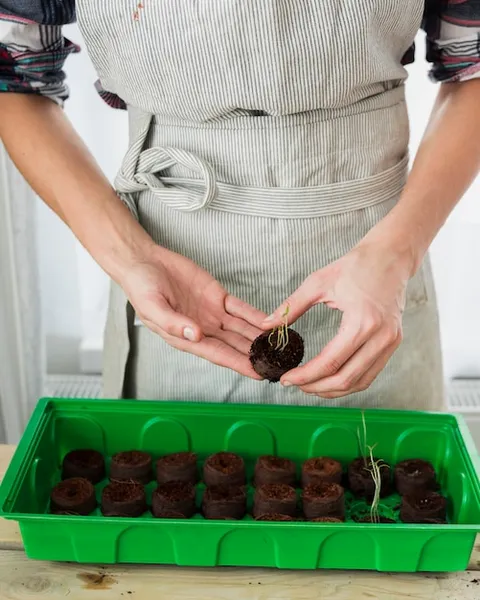 Cómo podar y entutorar el cultivo de las berenjenas para maximizar tu cosecha