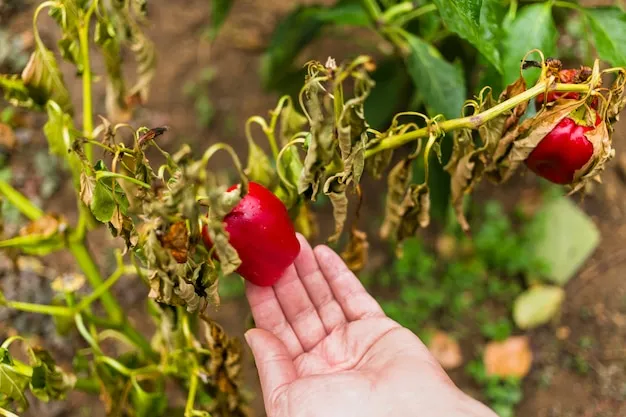 cómo proteger los pimientos en primavera, consejos útiles para tu huerto