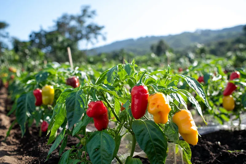 cómo proteger los pimientos en primavera, consejos útiles para tu huerto