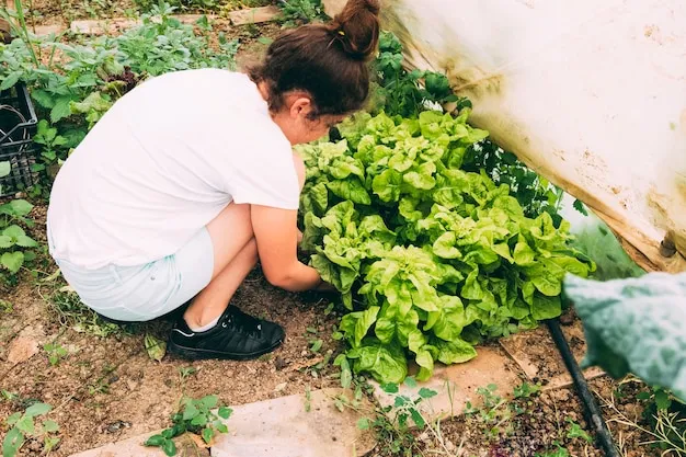 cómo rebrotar una lechuga en el huerto, técnicas sencillas para aprovechar al máximo