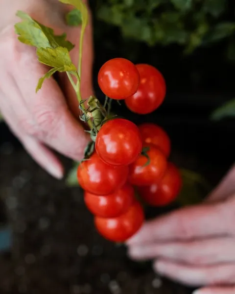 cómo tener nuevas plantas de tomate en 15 días, consejos prácticos