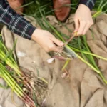 Cómo y cuándo cosechar ajos tiernos o ajetes para aprovechar su máximo sabor