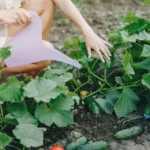 Cómo y cuándo cosechar calabacín o zucchini para un huerto exitoso