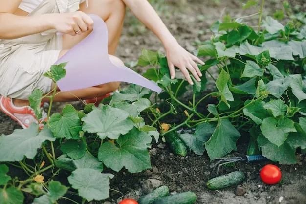 Cómo y cuándo cosechar calabacín o zucchini para un huerto exitoso