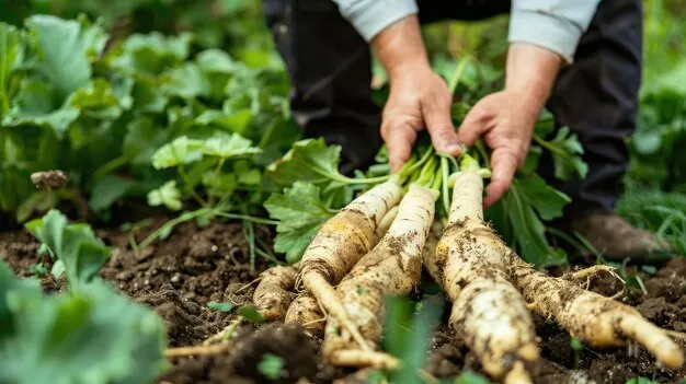 Cómo y cuándo cosechar el jengibre: consejos prácticos