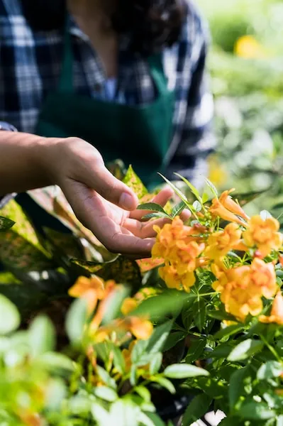 cómo y por qué plantar tagete en el huerto, beneficios y consejos