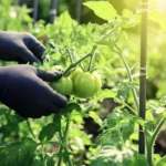 Cómo y por qué podar los chupones del tomate para un cultivo exitoso