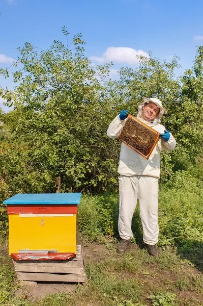 Conoce la vida de las abejas y su importancia en el huerto