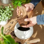 Cuidados y riego del jengibre en maceta para mantenerlo saludable