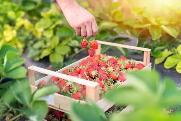 cuidados y riegos del cultivo de las fresas para un huerto saludable