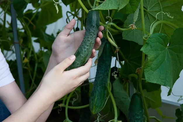 Enfermedades y plagas más comunes del cultivo del calabacín, cómo identificarlas