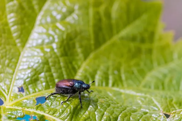 escarabajos polinizadores ¿buenos o malos? descubre su impacto en el ecosistema