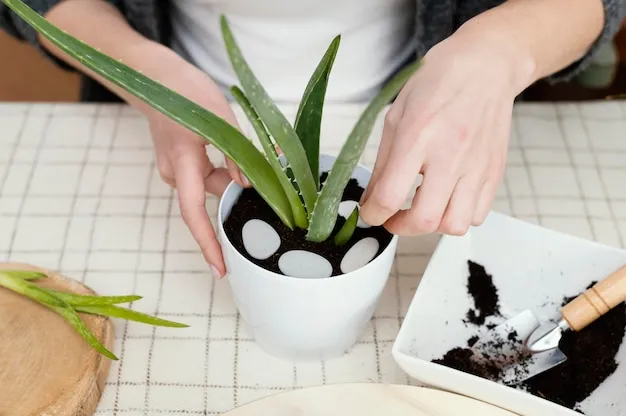 fertilizante de aloe vera para plantas, aprende a crear y aplicar este abono casero líquido