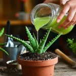 Fertilizante de aloe vera para plantas, aprende a crear y aplicar este abono casero líquido